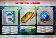 Стенды для кабинета биологии - «globural.ru» - Ростов-на-Дону