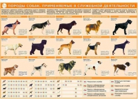 Комплект плакатов "Кинология" - «globural.ru» - Ростов-на-Дону