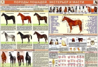 Комплект плакатов "Служебное коневодство" - «globural.ru» - Ростов-на-Дону