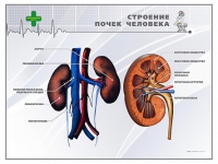 Стенд "Строение почки человека" - «globural.ru» - Ростов-на-Дону