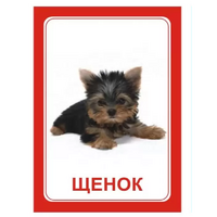 Логопедка "Щ, Х" (логопедические карточки) - «globural.ru» - Ростов-на-Дону