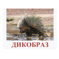 Карточки Домана "Дикие животные-3" - «globural.ru» - Ростов-на-Дону