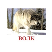 Карточки Домана "Дикие животные-1" - «globural.ru» - Ростов-на-Дону