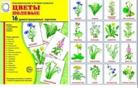 Демонстрационные карточки "Цветы полевые" - «globural.ru» - Ростов-на-Дону