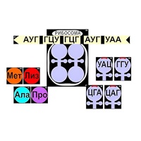Модель-аппликация "Биосинтез белка" (ламинированная) - «globural.ru» - Ростов-на-Дону