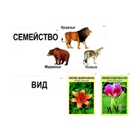 Модель-аппликация "Классификация растений и животных" (ламинированная) - «globural.ru» - Ростов-на-Дону