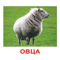 .Карточки Домана "Домашние животные" - «globural.ru» - Ростов-на-Дону