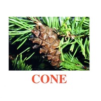 Карточки Домана "Going for a walk-2" ("На прогулке-2") на английском языке - «globural.ru» - Ростов-на-Дону