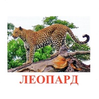 Карточки Домана "Дикие животные-2" - «globural.ru» - Ростов-на-Дону