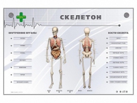 Электрифицированный стенд-тренажер "Скелетон" - «globural.ru» - Ростов-на-Дону