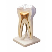 Модель строения зуба - «globural.ru» - Ростов-на-Дону