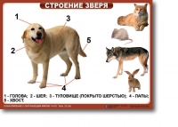 Ознакомление с окружающим миром. 1-4 класс. Комплект таблиц. Наглядные пособия для начальной школы, учебные пособия - «globural.ru» - Ростов-на-Дону