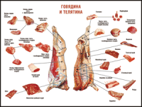 Правила разделки мясных туш "Говядина и телятина" 1000*1400 винил - «globural.ru» - Ростов-на-Дону