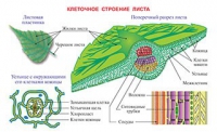 Плакаты и таблицы по биологии - «globural.ru» - Ростов-на-Дону