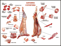 Правила разделки мясных туш "Баранина и ягнятина" 1000*1400 винил - «globural.ru» - Ростов-на-Дону