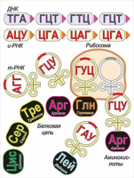 Модель-аппликация Биосинтез белка - «globural.ru» - Ростов-на-Дону