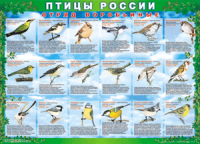 Таблица Птицы России из  4 листов в комплекте 1000*1400 винил	 - «globural.ru» - Ростов-на-Дону