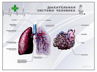 Стенд "Дыхательная система человека" - «globural.ru» - Ростов-на-Дону