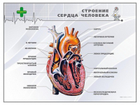 Стенд "Строение сердца человека" - «globural.ru» - Ростов-на-Дону