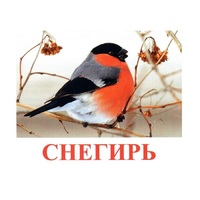 Карточки Домана "Птицы-1" - «globural.ru» - Ростов-на-Дону