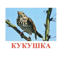 Карточки Домана "Птицы-3" - «globural.ru» - Ростов-на-Дону