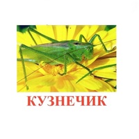 Карточки Домана "Насекомые" - «globural.ru» - Ростов-на-Дону