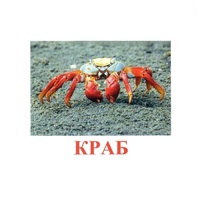 Карточки Домана "Подводный мир" - «globural.ru» - Ростов-на-Дону