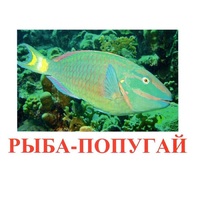 Карточки Домана "Рыбы" - «globural.ru» - Ростов-на-Дону