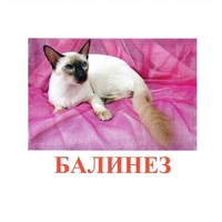 Карточки Домана "Породы кошек" - «globural.ru» - Ростов-на-Дону