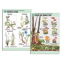 Комплект таблиц для начальной школы "Окружающий мир. Грибы. Растительный мир" - «globural.ru» - Ростов-на-Дону