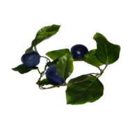 Ветка муляжей "Слива" - «globural.ru» - Ростов-на-Дону