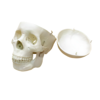 Модель "Череп человека" - «globural.ru» - Ростов-на-Дону