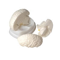 Модель мозга в разрезе - «globural.ru» - Ростов-на-Дону