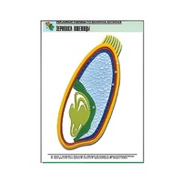 Рельефная таблица "Зерновка пшеницы" (формат А1, матовое ламинир.) - «globural.ru» - Ростов-на-Дону