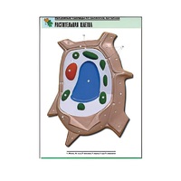 Рельефная таблица "Растительная клетка" (формат А1, матовое ламинир.) - «globural.ru» - Ростов-на-Дону