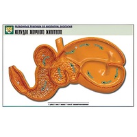 Рельефная таблица "Желудок жвачного животного" (формат А1, матовое ламинир.) - «globural.ru» - Ростов-на-Дону