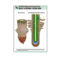 Рельефная таблица "Внешнее и внутреннее строение корня" (формат А1, матовое ламинир.) - «globural.ru» - Ростов-на-Дону