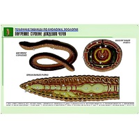 Рельефная таблица "Внутреннее строение дождевого червя" (формат А1, матовое ламинир.) - «globural.ru» - Ростов-на-Дону