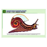 Рельефная таблица "Внутреннее строение брюхоногого моллюска" (формат А1, матовое ламинир.) - «globural.ru» - Ростов-на-Дону