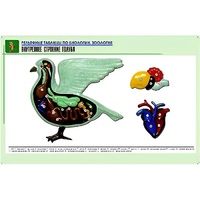 Рельефная таблица "Внутреннее строение голубя" (формат А1, матовое ламинир.) - «globural.ru» - Ростов-на-Дону