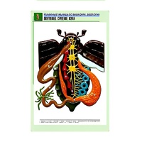 Рельефная таблица "Внутреннее строение жука" (формат А1, матовое ламинир.) - «globural.ru» - Ростов-на-Дону