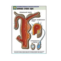 Рельефная таблица "Внутреннее строение гидры" (формат А1, матовое ламинир.) - «globural.ru» - Ростов-на-Дону