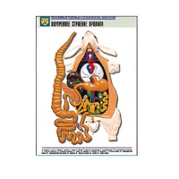 Рельефная таблица "Внутреннее строение кролика" (формат А1, матовое ламинир.) - «globural.ru» - Ростов-на-Дону