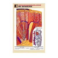 Рельефная таблица "Почка. Макро-микростроение" - «globural.ru» - Ростов-на-Дону