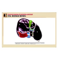 Рельефная таблица "Печень. Висцеральная поверхность" (формат А1, матовое ламинир.) - «globural.ru» - Ростов-на-Дону