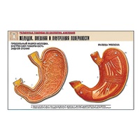 Рельефная таблица "Желудок. Внешняя и внутренняя поверхности" (формат А1, матовое ламинир.) - «globural.ru» - Ростов-на-Дону