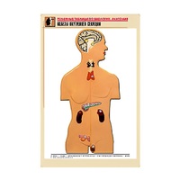 Рельефная таблица "Железы внутренней секреции" (формат А1, матовое ламинир.) - «globural.ru» - Ростов-на-Дону