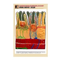 Рельефная таблица "Ворсинка кишечная с сосудом" (формат А1, матовое ламинир.) - «globural.ru» - Ростов-на-Дону