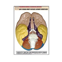 Рельефная таблица "Доли и извилины нижней поверхности полушарий головного мозга" - «globural.ru» - Ростов-на-Дону