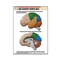 Рельефная таблица "Доли полушарий головного мозга" - «globural.ru» - Ростов-на-Дону